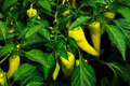 Hot Hungarian Wax Pepper Seeds - Heirloom Capsicum annuum, 25 Seeds