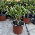 Crassula Ovata Green Jade Unrooted 4” Cuttings - 3-Pack | Money Tree, Easy-Care Succulent