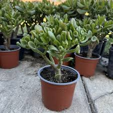 Crassula Ovata Green Jade Unrooted 4” Cuttings - 3-Pack | Money Tree, Easy-Care Succulent