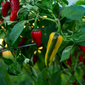 Fish Pepper Seeds - Heirloom Striped Spicy Pepper (Capsicum annuum) – 20 Seeds
