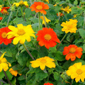 Sunflower Mexican Torch Mix Seeds - 50 Non-GMO Orange & Yellow Blooms, Pollinator Friendly