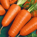 Red Cored Chantenay Carrot Seeds | Heirloom Non-GMO, 70 Days, Juicing & Storage