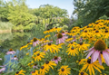 250 Seeds Echinacea purpurea & Rudbeckia hirta Mix – Coneflower & Black Eyed Susan Wildflower Seeds