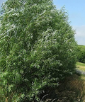 Austree Hybrid Willow Tree Cuttings (100 x 8" Unrooted) - Salix matsudana x alba
