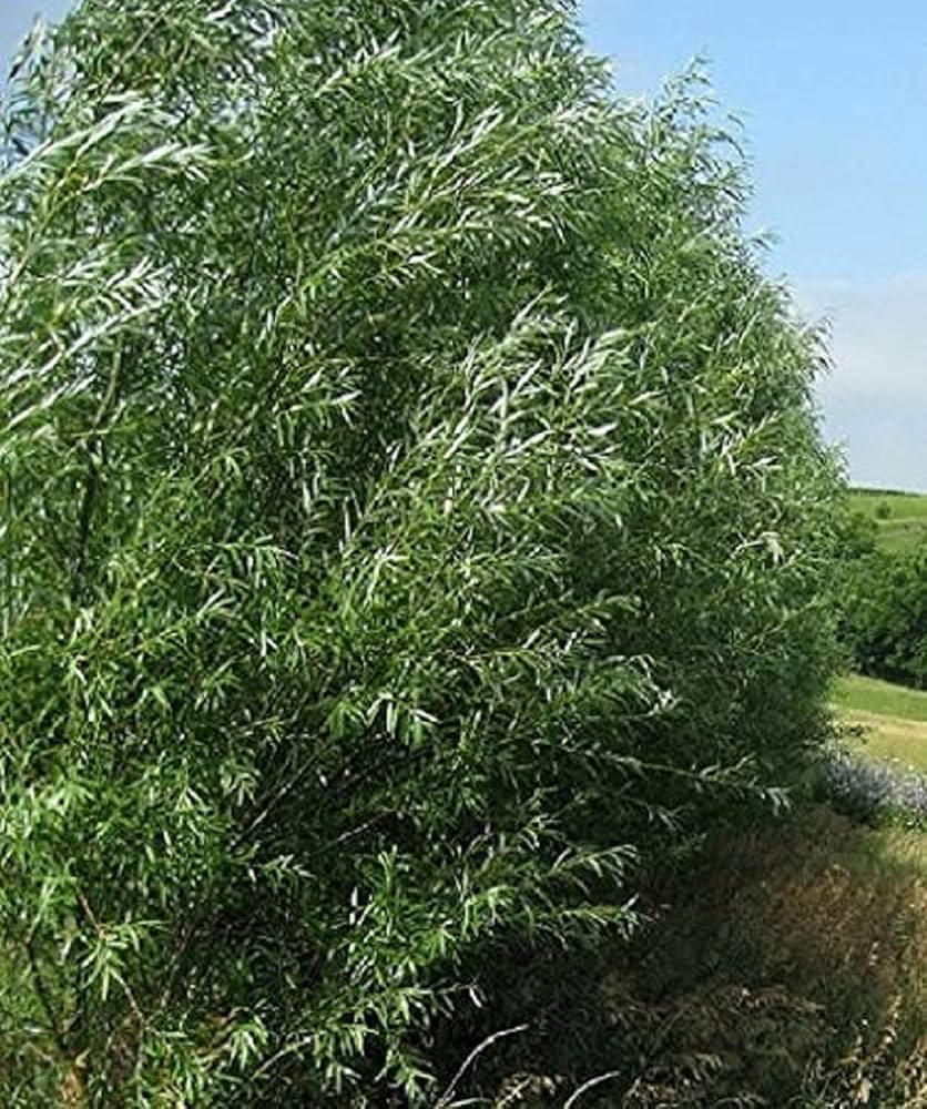 Austree Hybrid Willow Tree Cuttings (100 x 8" Unrooted) - Salix matsudana x alba