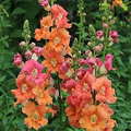 Chantilly Bronze Snapdragon Seeds (Antirrhinum majus) - 1000 Seeds, Tall Warm Bronze Blooms
