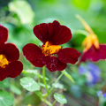 Black Velvet Nasturtium Seeds (Tropaeolum majus) - 10 Seeds, Edible Dark Flowers, Containers & Gardens