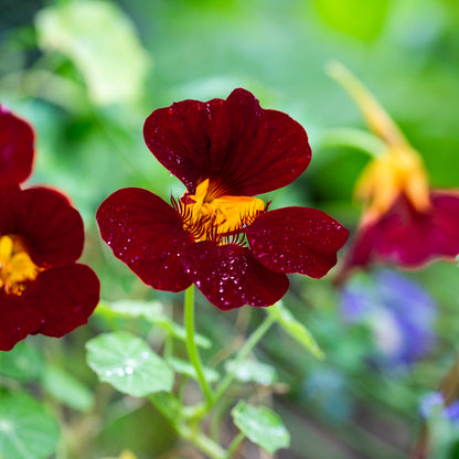 Black Velvet Nasturtium Seeds (Tropaeolum majus) - 10 Seeds, Edible Dark Flowers, Containers & Gardens