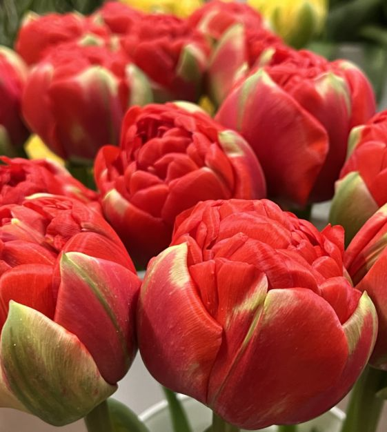 Tulip Bombastic Scarlet Red Double Ruffled - 10 Bulbs, 8" Peony-Like Blooms, Late Spring