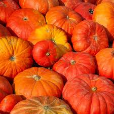 Cinderella Pumpkin Seeds (Rouge Vif d'Etampes) Cucurbita maxima - Heirloom, 10 Seeds