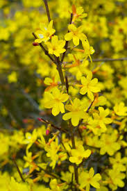 Chinese Winter Jasmine Cuttings - 5 Pack, 12”+ | Jasminum nudiflorum