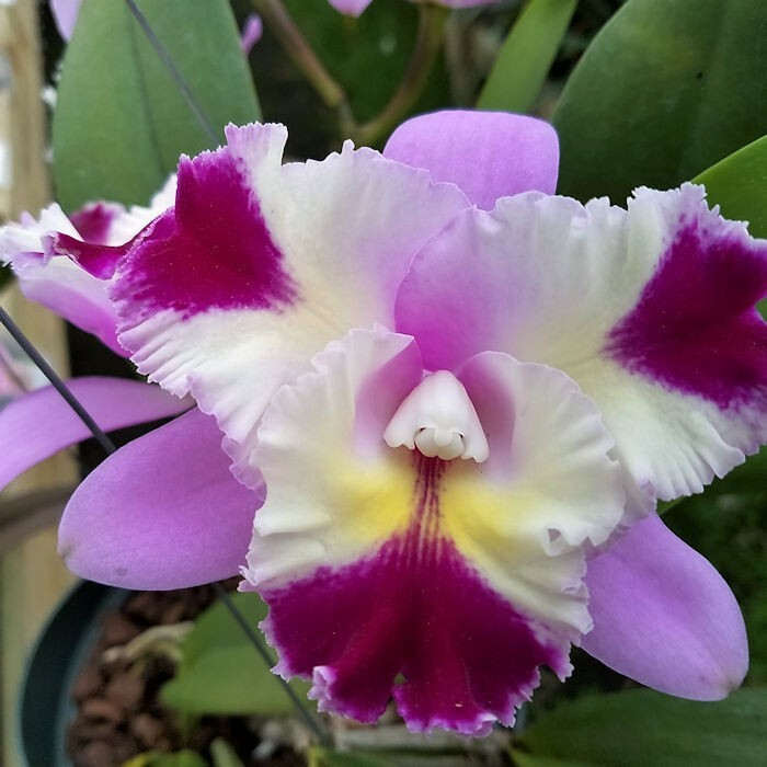 C. Mari's Song x C. Platinum Sun 'Pachara Fancy' Orchid | Live Potted Starter Plant