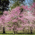 Eastern Redbud Tree (Cercis canadensis) - Bare Root, 2-3 ft Tall, Ready to Plant