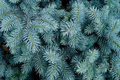 Picea pungens 'Glauca NM Carson' - 50 Seeds (Colorado Blue Spruce) for Planting