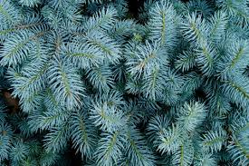 Picea pungens 'Glauca NM Carson' - 50 Seeds (Colorado Blue Spruce) for Planting
