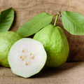 White Guava Tree Seedling (Psidium guajava) – Live 8” Starter Plant in Pot