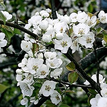 European Pear Tree Seeds (Pyrus communis) – 10 Seeds, Hardy, White Spring Blossoms, Zones 5-8