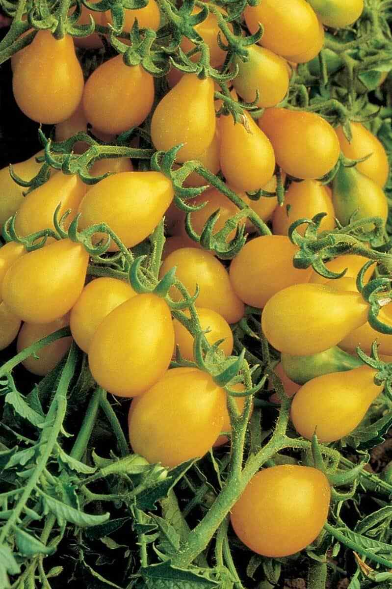 Yellow Pear Tomato Seeds - Heirloom, Non-GMO, Indeterminate - 30 Seeds