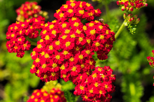 Red Yarrow Achillea Millefolium Seeds - 10,000 Pack, Drought-Tolerant Perennial