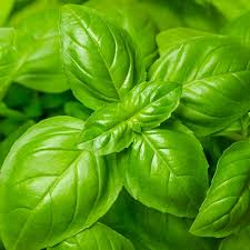 Genovese Basil Seeds | Heirloom Non-GMO | 1,000 Seeds, Italian Pesto Basil