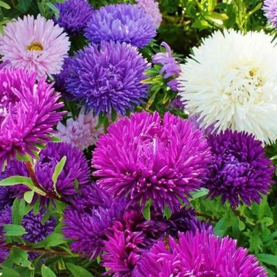 Aster Tall Double Gremlin Mix (Aster novi-belgii) - 200 Seeds, Non-GMO, 30" Tall, Sun/Part Shade, Cut Flower Perennial