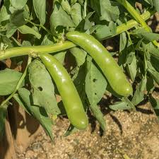 Fava Bean (Broad Bean) Seeds - 5g Heirloom, Non-GMO, High-Yield