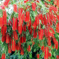 100 Weeping Bottle Brush Seeds Callistemon viminalis - Australian Native Red Bottlebrush Tree