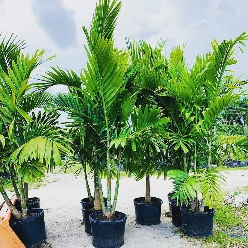 Alexander Palm (Solitaire) Seedlings - 6 Live Bare-Root Starter Plants 4-7"