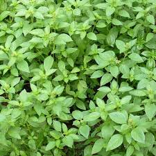 Lemon Basil Seeds (Ocimum basilicum var. citriodora) – 500 Seeds