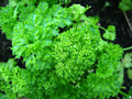Forest Green Parsley (Petroselinum crispum) Seeds - 600 Core Herb Seeds