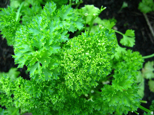 Forest Green Parsley (Petroselinum crispum) Seeds - 600 Core Herb Seeds
