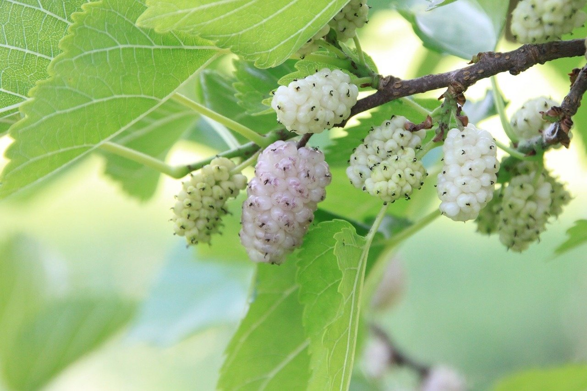 White Mulberry Morus alba Unrooted Cuttings - 10x 6-8"