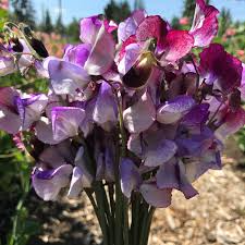 Three Times As Sweet Sweet Pea Seeds - 50+ Fragrant Climbing Vines for Trellises & Bouquets