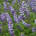 Lupinus succulentus Arroyo Lupine Seeds – 25+ Blue-Purple Wildflowers for Pollinators