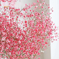 Gypsophila elegans Baby's Breath Seeds - Deep Carmine Crimson Red, 1000 Seeds, Non-GMO