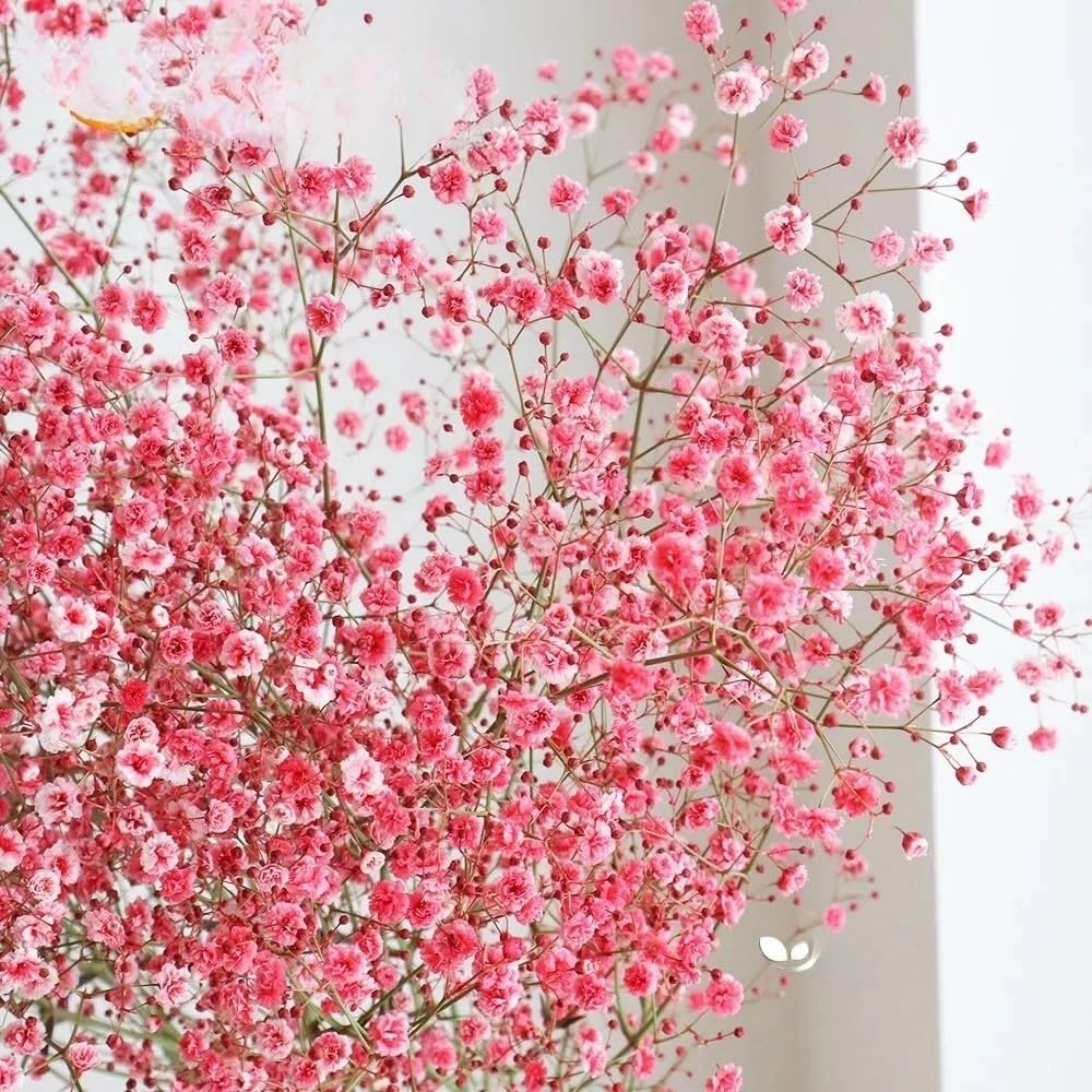 Gypsophila elegans Baby's Breath Seeds - Deep Carmine Crimson Red, 1000 Seeds, Non-GMO