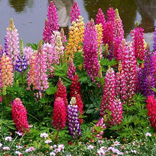 Russell Lupine Mix Seeds (Lupinus polyphyllus) - 50 Seeds, Perennial, Attracts Hummingbirds & Bees