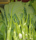 Chinese Broccoli Kailaan Seeds - 500mg Open-Pollinated Heirloom Brassica oleracea