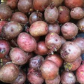 Red Idaho Seed Potatoes (12) Organic - Ready to Grow Starter Plants
