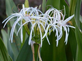 White Spider Crinum Lily Amoenum Starter Plant | Bare Root Live Rooted Bulb