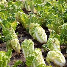 Chinese Cabbage Matsushima Seeds – 500mg for Planting, Brassica rapa Pekinensis