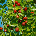 Jujube Tree 15" Lang Chinese Red Date Bare Root - Ziziphus jujuba