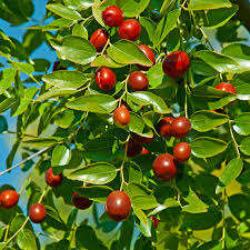 Jujube Tree 15" Lang Chinese Red Date Bare Root - Ziziphus jujuba