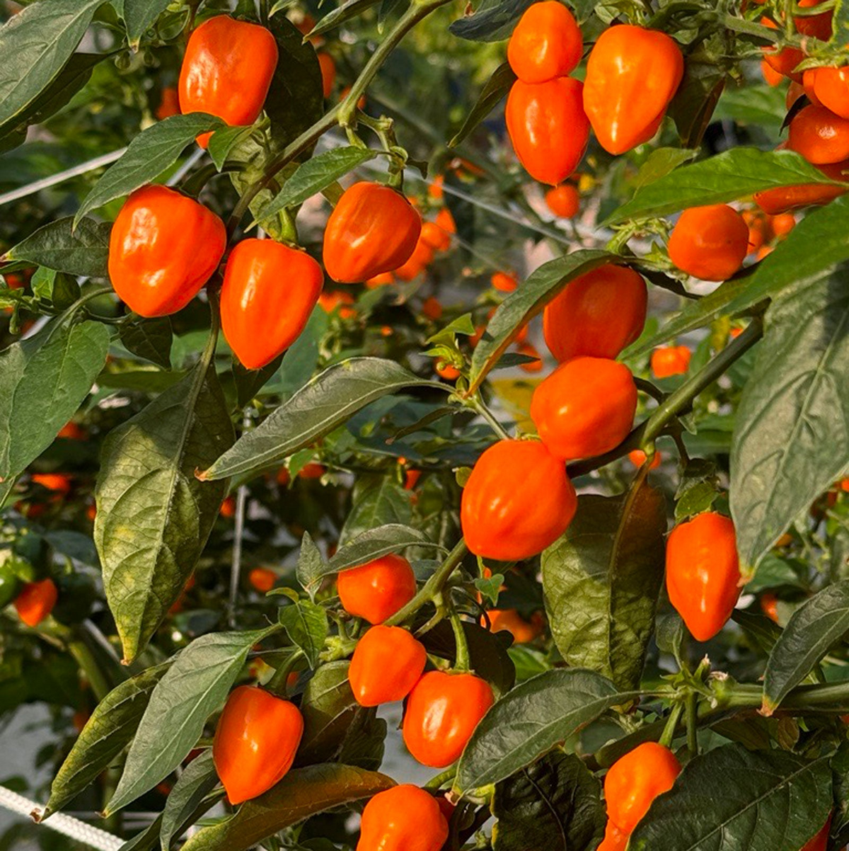 Orange Habanero Pepper Seeds - Capsicum chinense, Fiery Heirloom (20 Seeds)