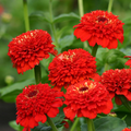 Zinderella Red Zinnia Seeds - 100+ Seeds, Unique Scabiosa-Style Double Blooms