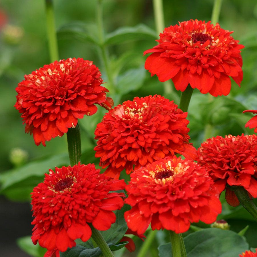 Zinderella Red Zinnia Seeds - 100+ Seeds, Unique Scabiosa-Style Double Blooms