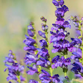 Sidebells Penstemon Seeds (Penstemon secundiflorus) – 100mg for Planting, Native Wildflower, Drought-Tolerant