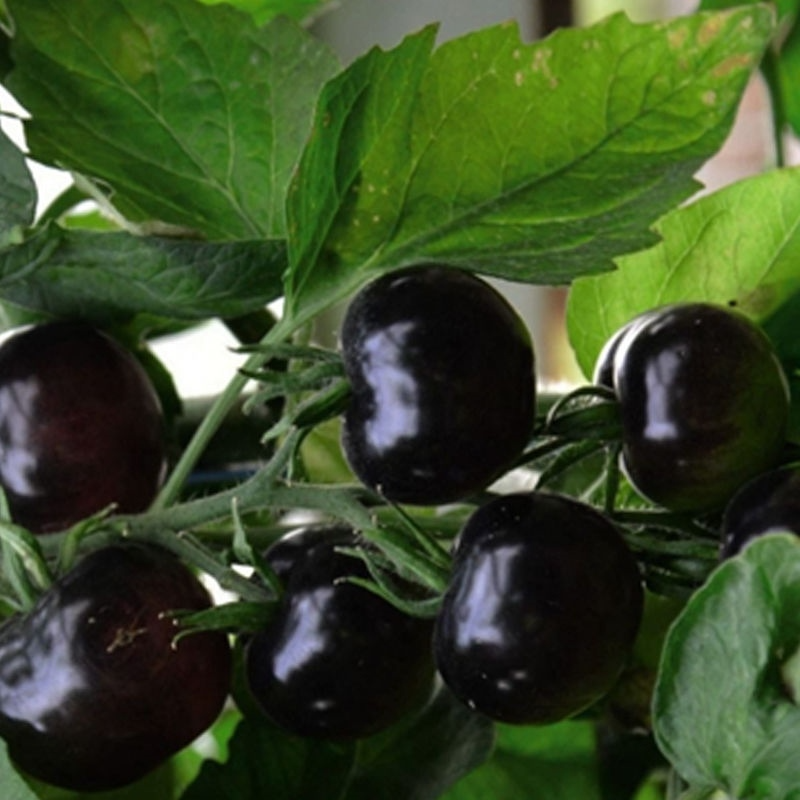 Black Cherry Tomato Seeds - 30 Seeds | Solanum lycopersicum Heirloom
