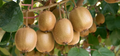 Golden Kiwi Seeds (Actinidia chinensis) – 50 Seeds for Fast-Growing Edible Fruit Vine