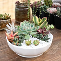 30 Mini Colorful Succulent Unrooted Cuttings - Variety for DIY Arrangements